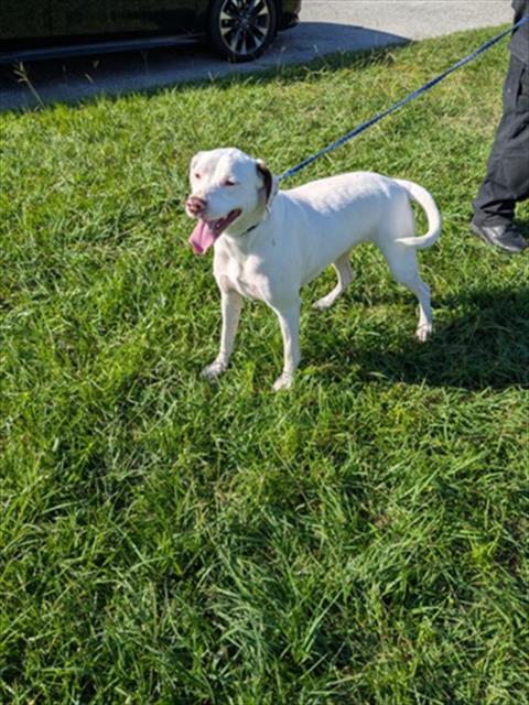 LIBBY, a dog for adoption from New Hanover County Sheriff's Office Animal Services Unit