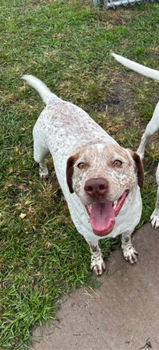 Lizzy, German Shorthaired Pointer / Mixed (medium coat)