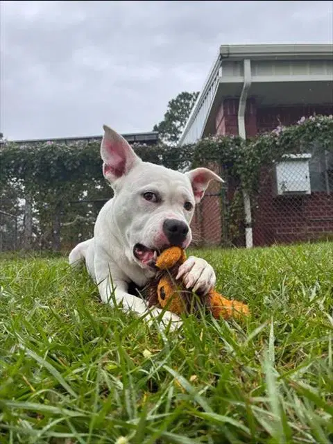 Charly - Cane Corso