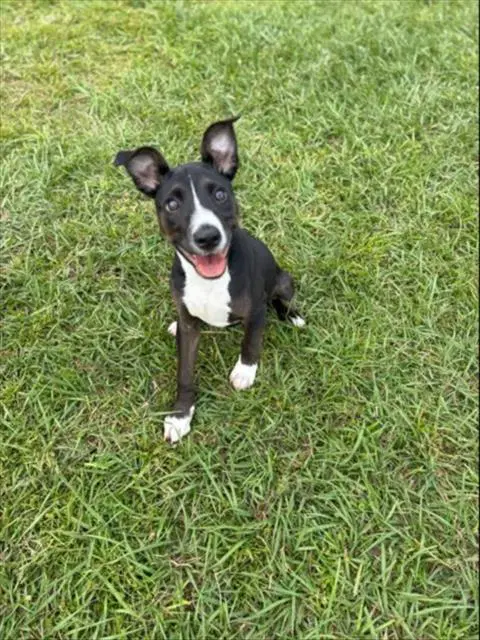 Unknown - Rat Terrier