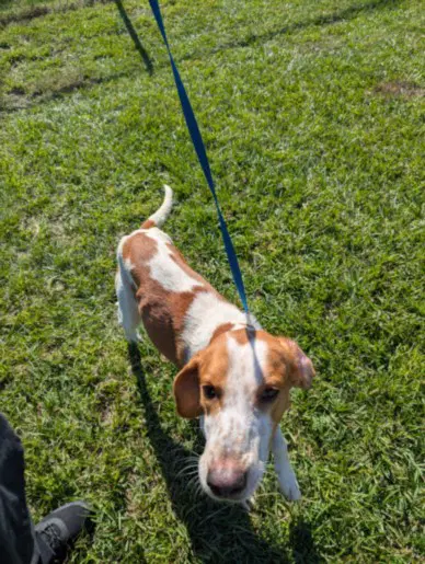 Ty - Treeing Walker Coonhound