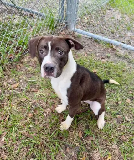 Princess - Pit Bull Terrier