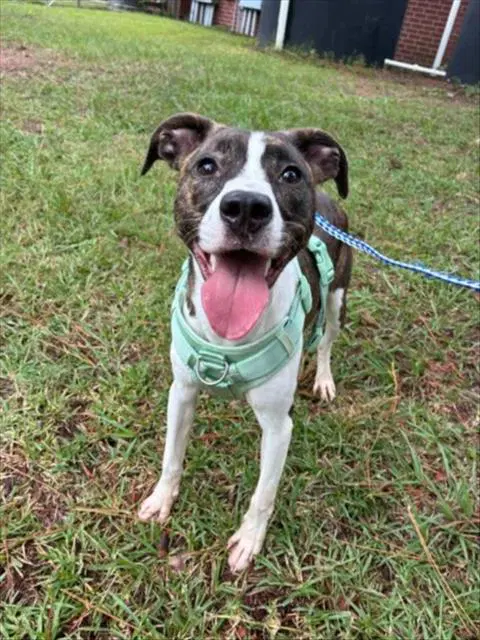 Unknown - Pit Bull Terrier