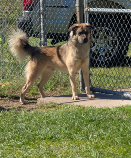 Harlem - Leonberger