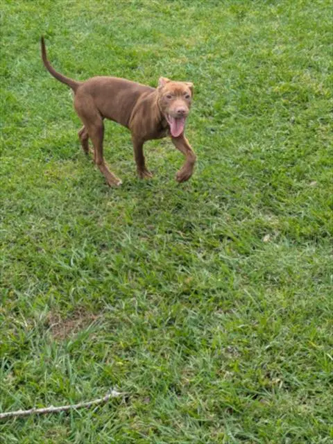 Max - Pit Bull Terrier