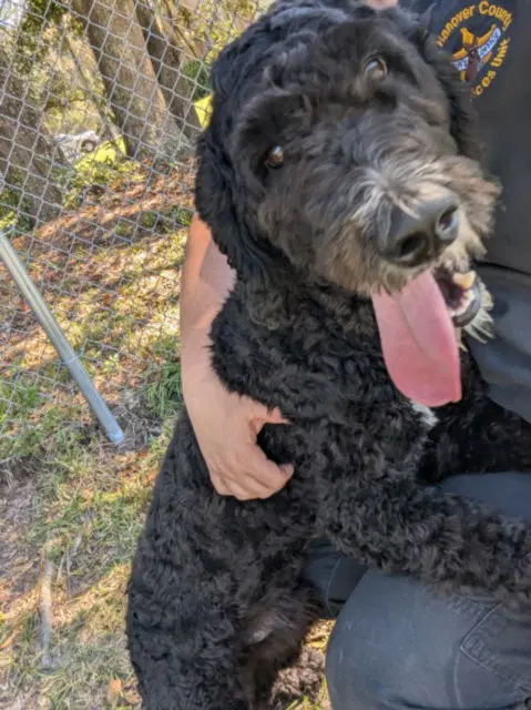Max - Poodle (Standard)