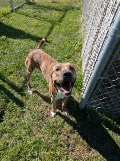 Max - Pit Bull Terrier