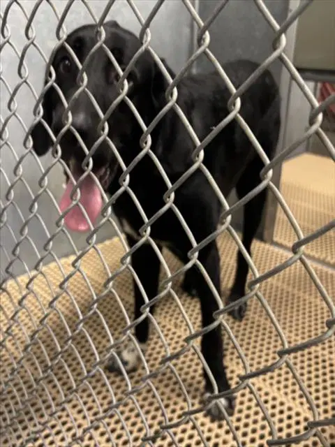 Max - Labrador Retriever
