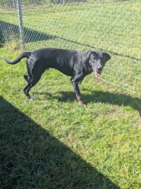 Max - Labrador Retriever