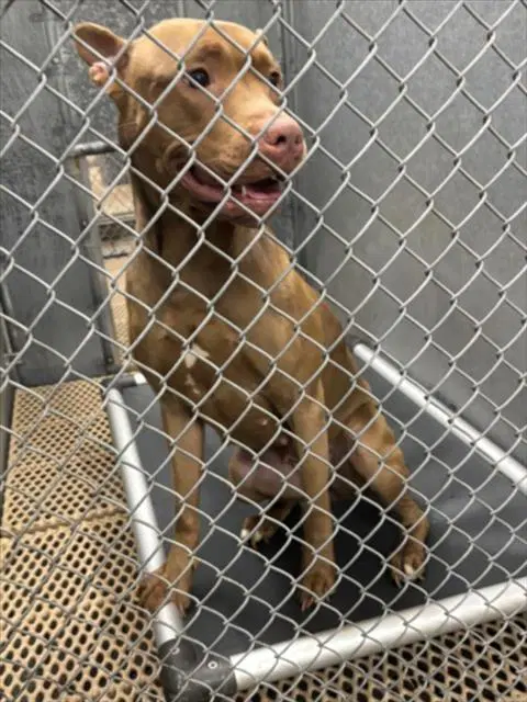 Joy - Pit Bull Terrier