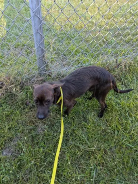 Unknown - Dachshund