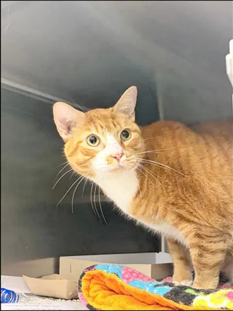 Fluffy - Domestic Short Hair