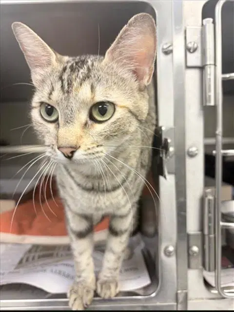 Unknown - Domestic Short Hair