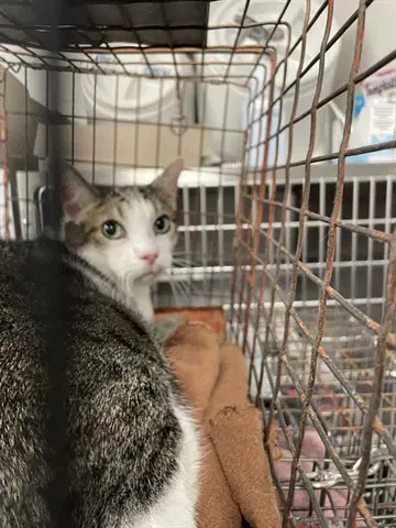 Little Kitty - Domestic Short Hair