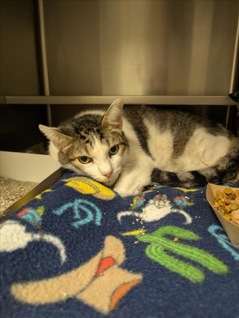 LITTLE KITTY