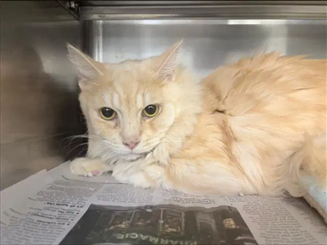 Sweet Pea - Domestic Medium Hair