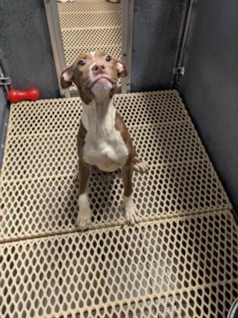 Unknown - Pit Bull Terrier