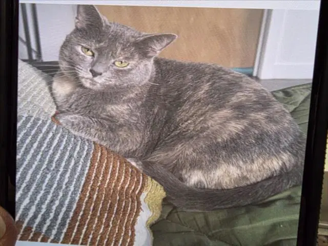 Ginger - Domestic Short Hair