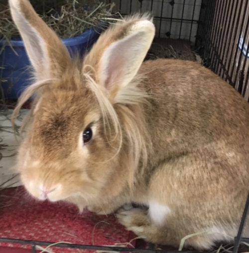 Ginger, a rabbit for adoption from LI Rabbit Rescue Group