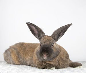 adoptable Rabbit in Great Neck, NY named Aria