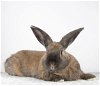 adoptable Rabbit in great neck, NY named Aria
