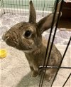 adoptable Rabbit in great neck, ny, NY named Hansel