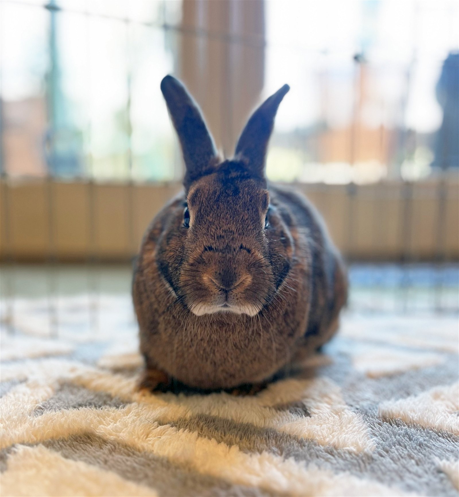 adoptable Rabbit in Great Neck, NY named Hansel