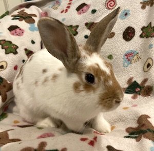adoptable Rabbit in Great Neck, NY named Emerson
