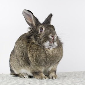 adoptable Rabbit in Great Neck, NY named Juliette