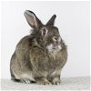 adoptable Rabbit in  named Juliette
