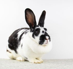 adoptable Rabbit in Great Neck, NY named Eden
