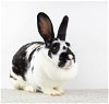 adoptable Rabbit in , NY named Eden