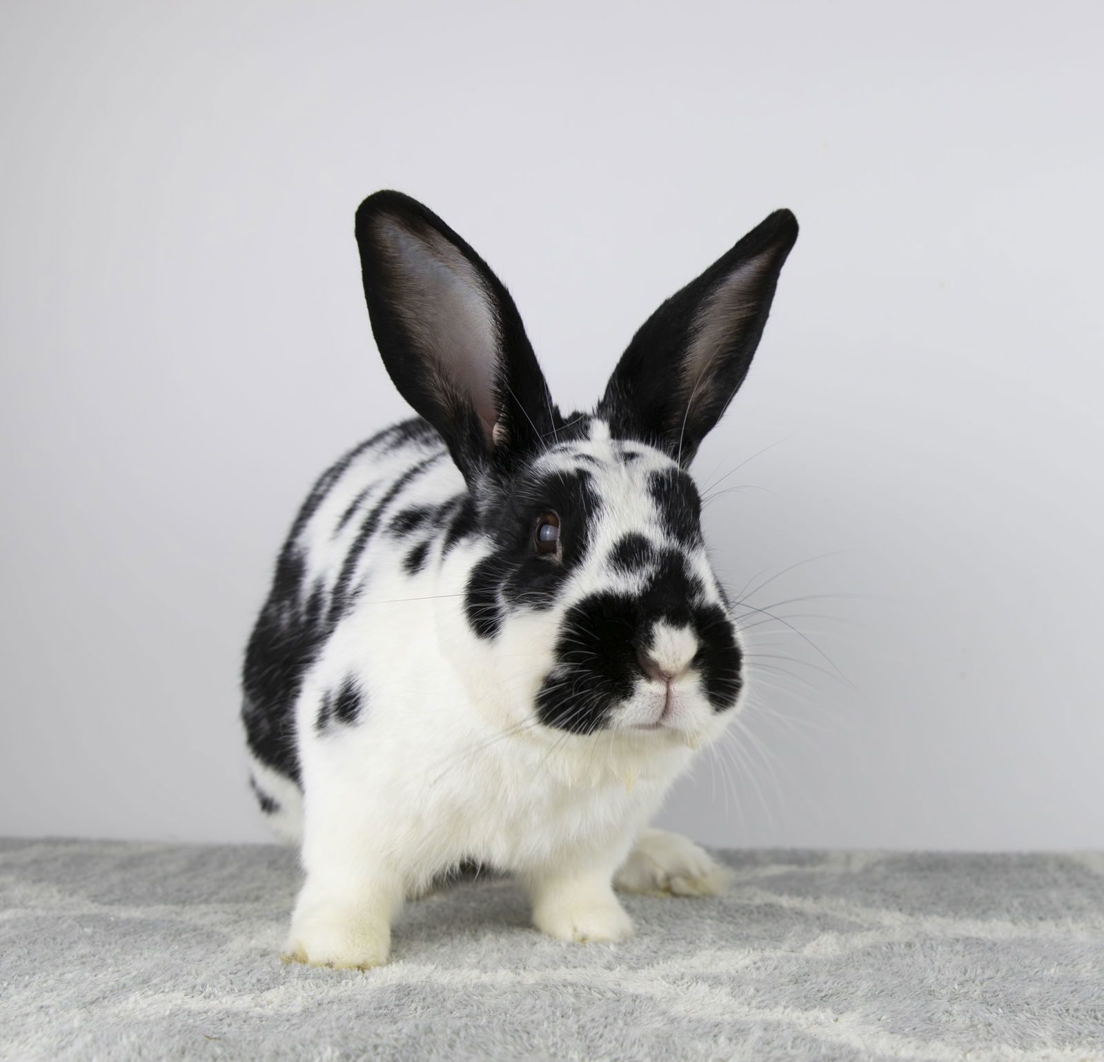 adoptable Rabbit in Great Neck, NY named Eden