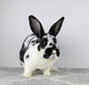 adoptable Rabbit in  named Eden