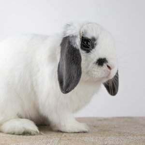 adoptable Rabbit in Great Neck, NY named Kyle