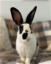 adoptable Rabbit in great neck, NY named Brodie
