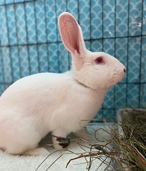 adoptable Rabbit in Great Neck, NY named Salem