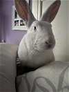 adoptable Rabbit in  named Salem