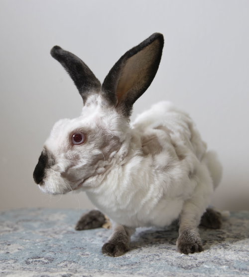 Morus, a rabbit for adoption from LI Rabbit Rescue Group