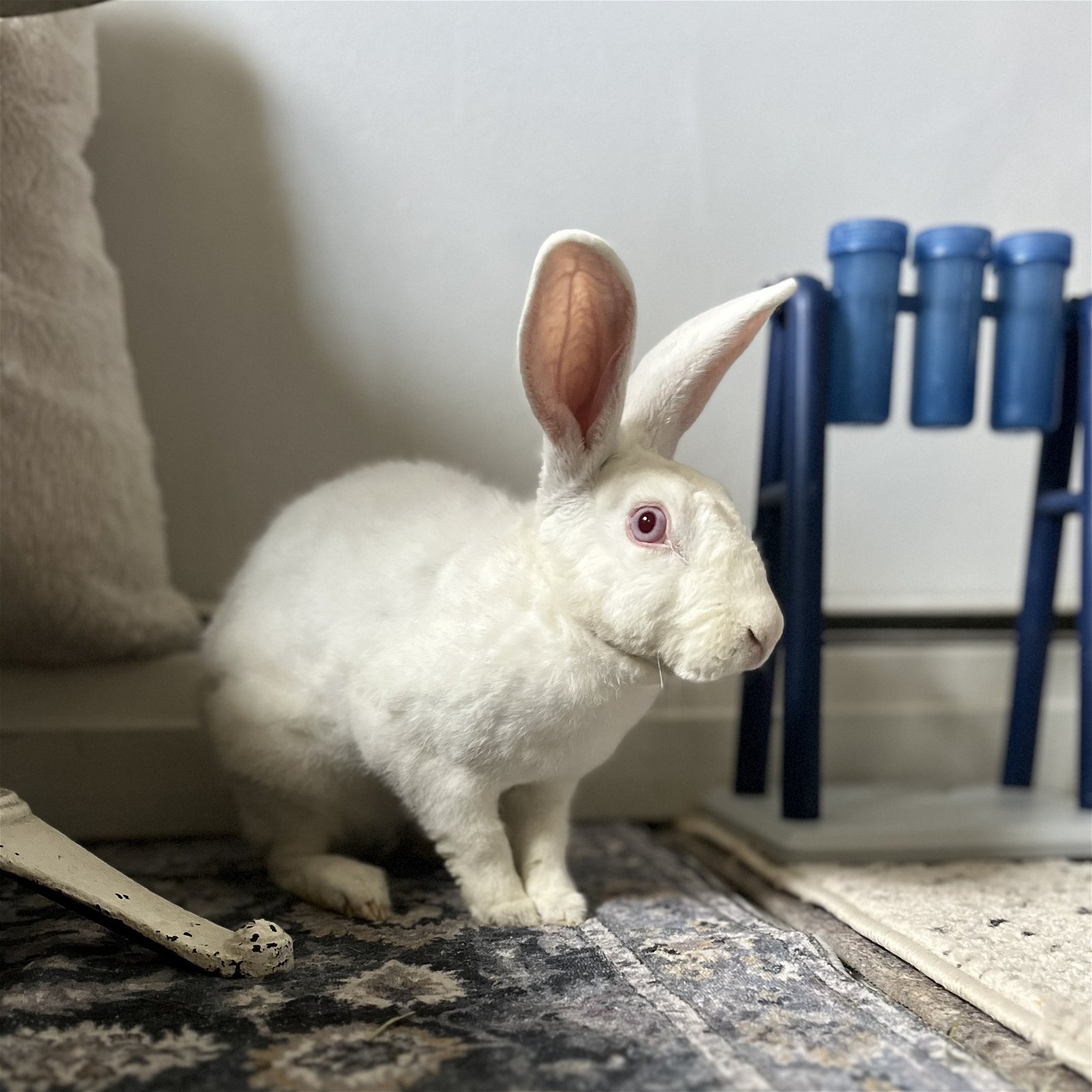 adoptable Rabbit in Great Neck, NY named Ginkgo