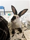 adoptable Rabbit in , NY named Flora