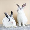 adoptable Rabbit in  named Andrew & Coby