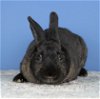 adoptable Rabbit in  named Chamomile