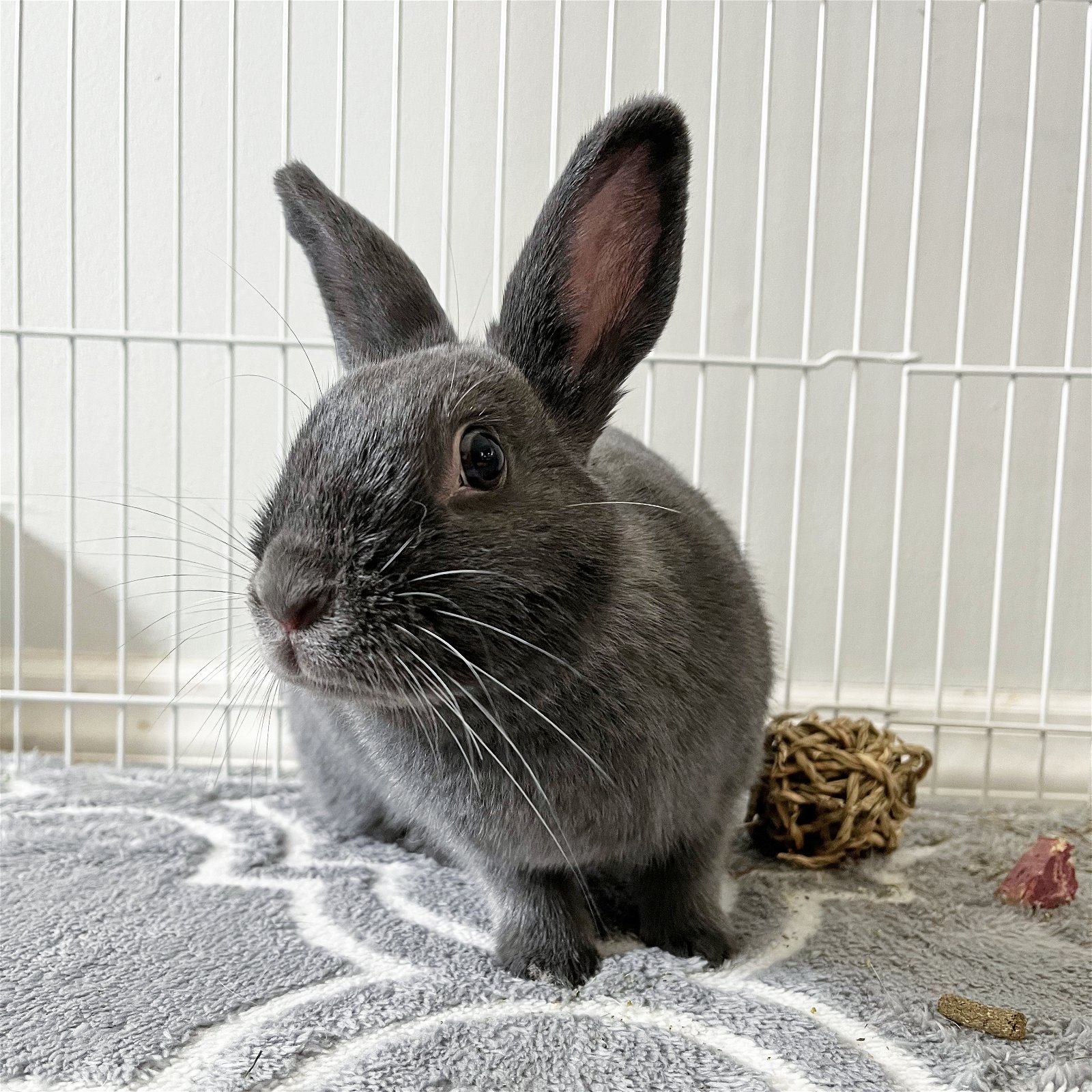 adoptable Rabbit in Great Neck, NY named Tara
