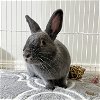 adoptable Rabbit in great neck, ny, NY named Tara
