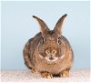 adoptable Rabbit in  named Freya