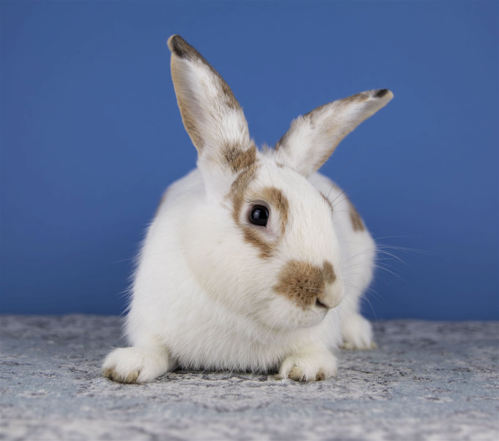 adoptable Rabbit in Great Neck, NY named Arthur