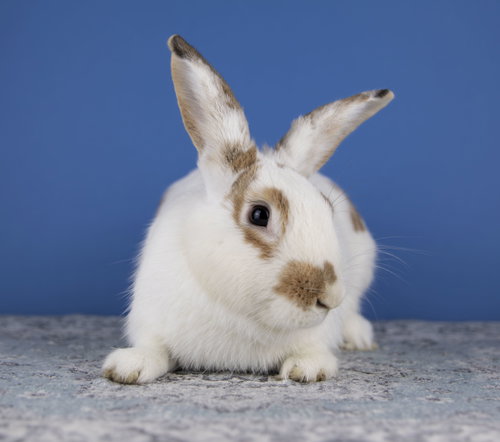 Arthur, a rabbit for adoption from LI Rabbit Rescue Group