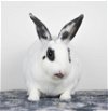 adoptable Rabbit in , NY named Edge