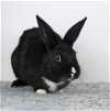 adoptable Rabbit in  named Conrad